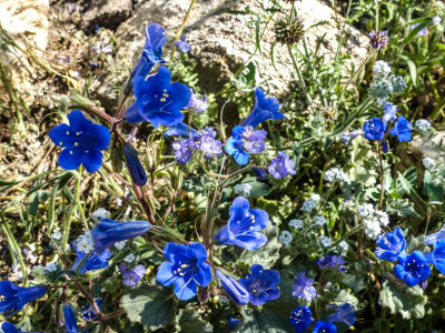 Big Morongo Preserve