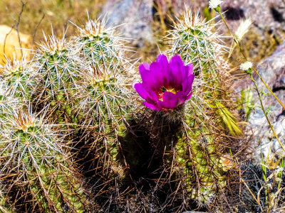 Big Morongo Preserve