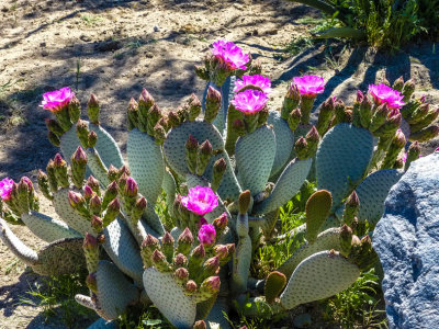Big Morongo Preserve