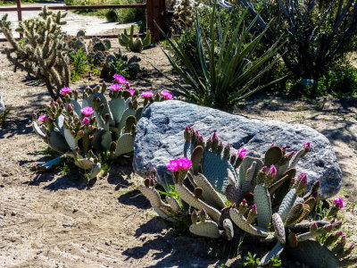 Big Morongo Preserve