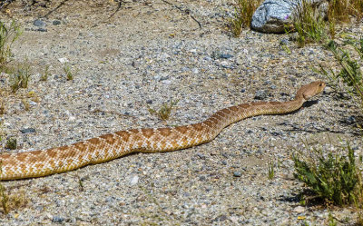 He has right of way on the trail