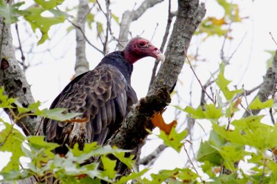 Turkey Vulture 002