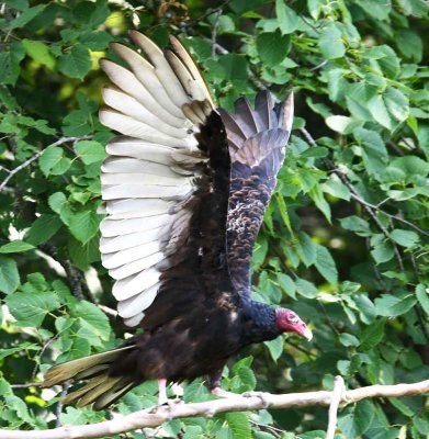 Turkey Vulture 003k