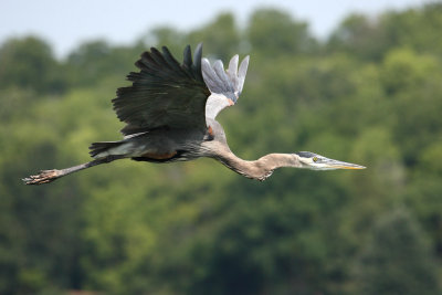 Great Blue Heron 021k