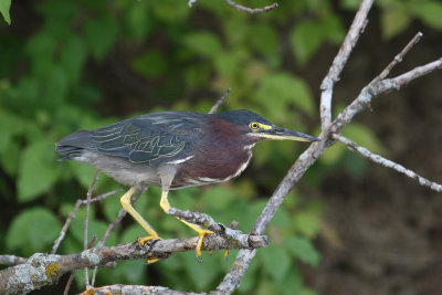 Green Heron 003k