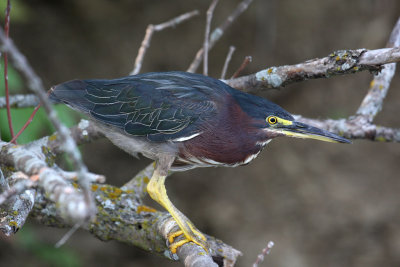 Green Heron 005k