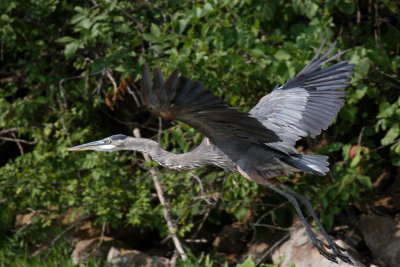 Great Blue Heron 022k