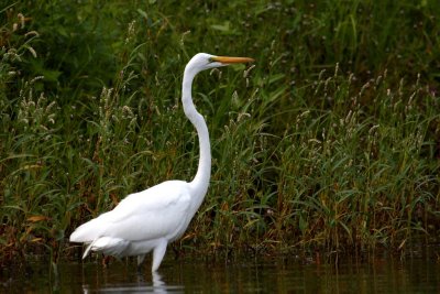Great Egret 001k