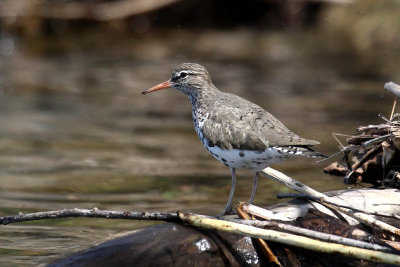 Spotted Sandpiper 001k
