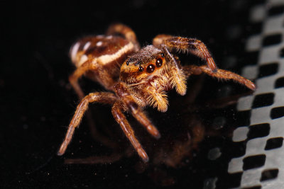 Jumping Spider 026