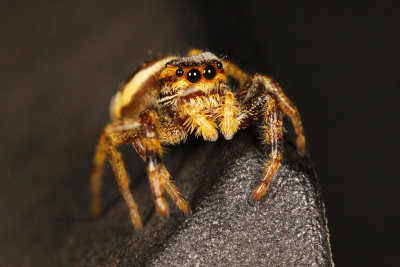 Jumping Spiders