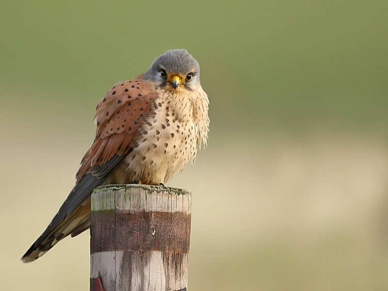 Common Kestrel (Falco tinnunculus) 
