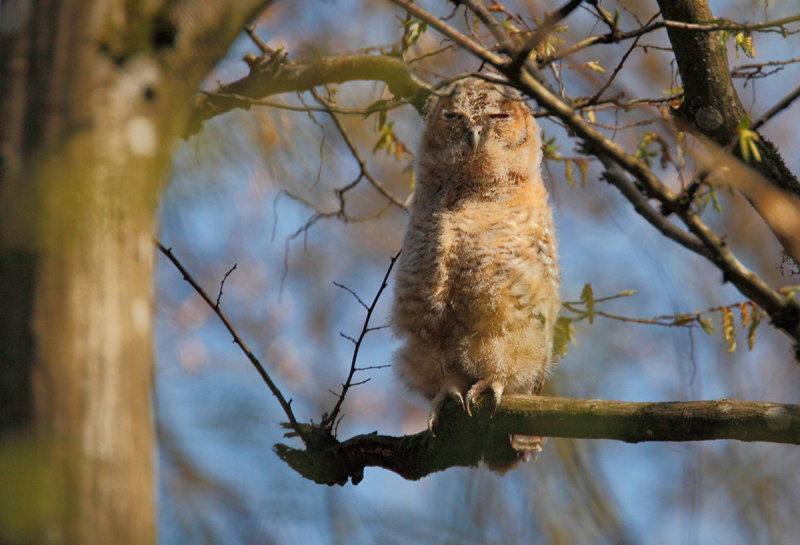 Tawny Owl (Strix aluco) 