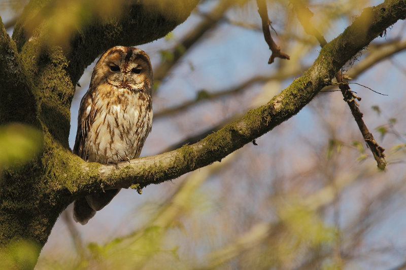 Tawny Owl (Strix aluco) 