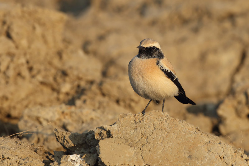 Desert Wheatear (Oenanthe deserti) 