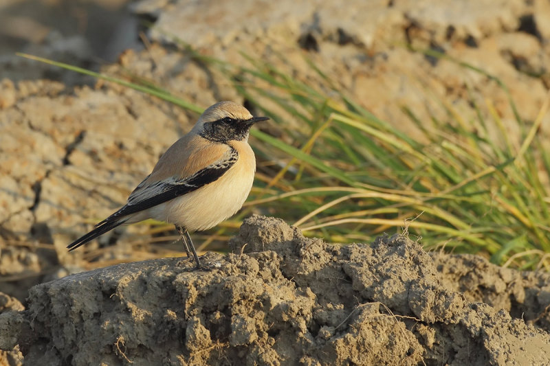 Desert Wheatear (Oenanthe deserti) 