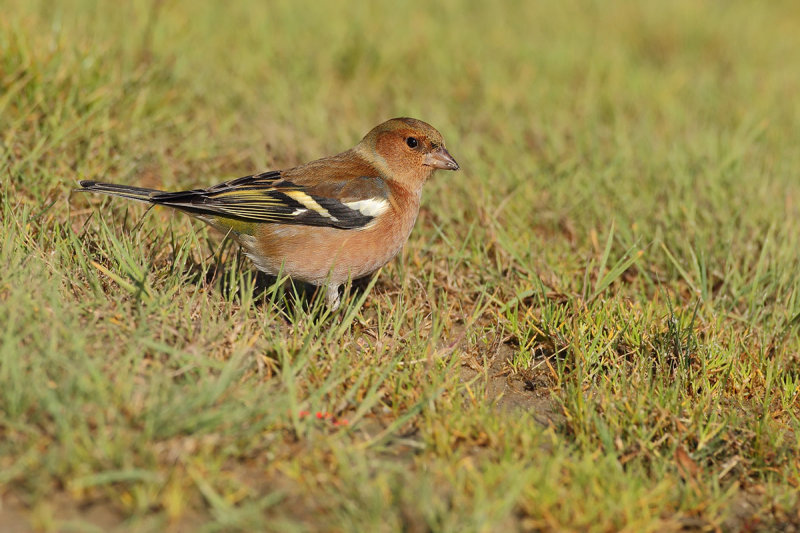 Common Chaffinch (Fringilla coelebs) 