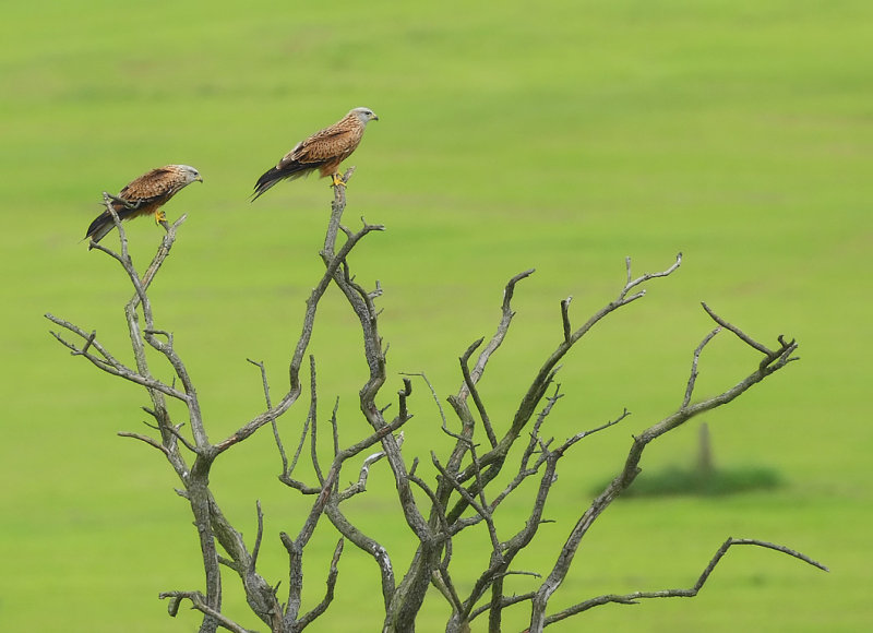 Red Kite (Milvus milvus) 