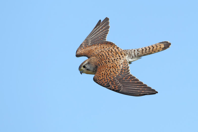 Common Kestrel (Falco tinnunculus)
