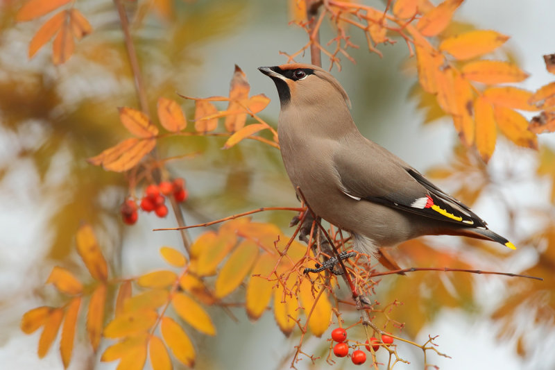 Bohemian Waxwing (Bombycilla garrulus)