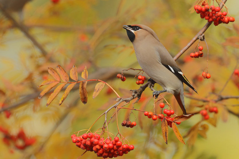 Bohemian Waxwing (Bombycilla garrulus)