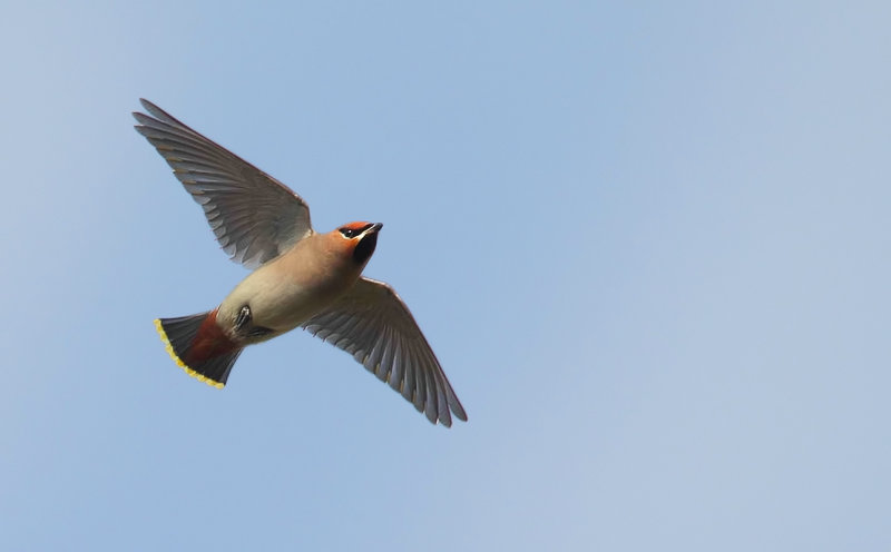 Bohemian Waxwing (Bombycilla garrulus)