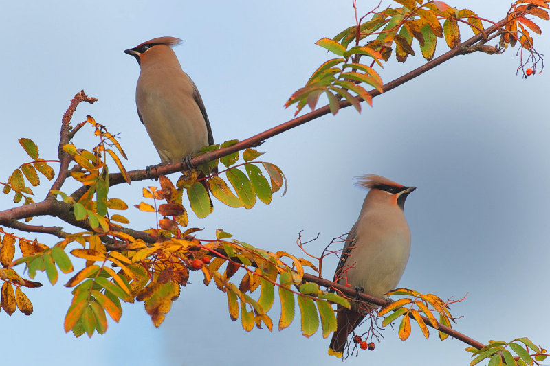 Bohemian Waxwing (Bombycilla garrulus)
