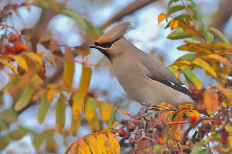 Bohemian Waxwing (Bombycilla garrulus)