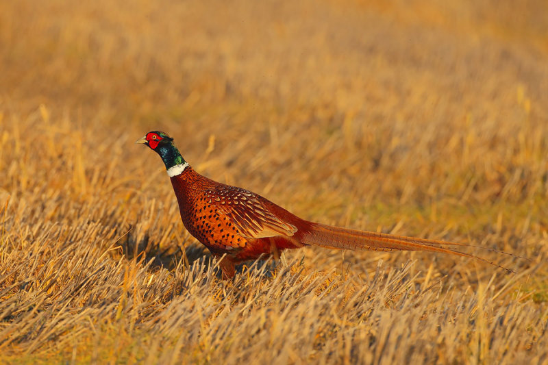 Common Pheasant (Phasianus colchicus) 