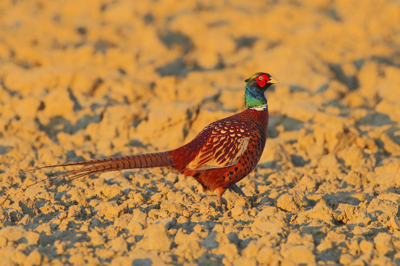 Common Pheasant (Phasianus colchicus) 