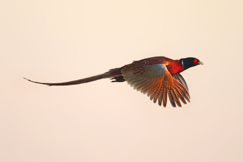 Common Pheasant (Phasianus colchicus) 