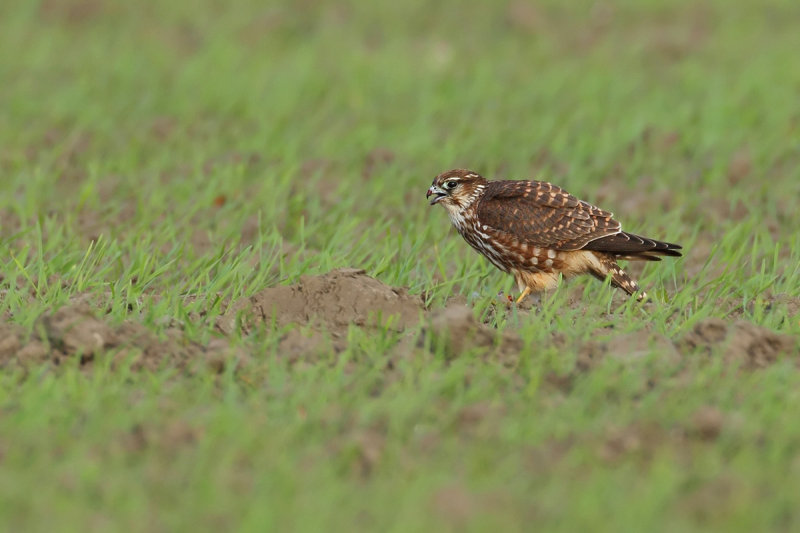 Merlin (Falco columbarius) 