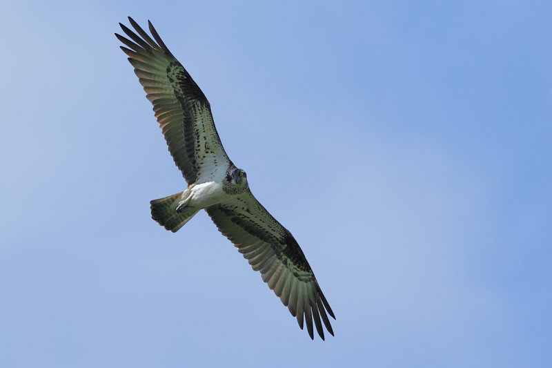 Osprey (Pandion haliaetus)