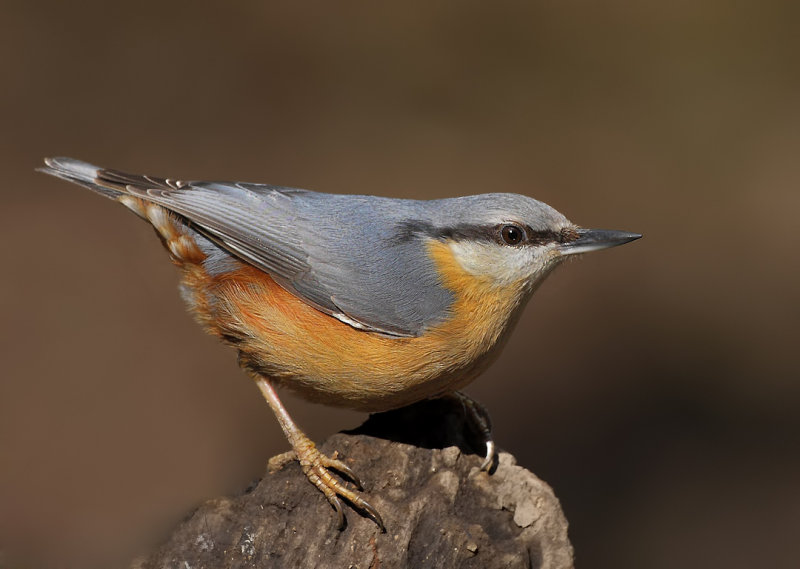 Eurasian Nuthatch (Sitta europaea)