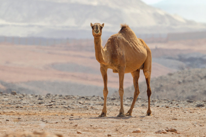 Dromedary camel (Camelus dromedarius)