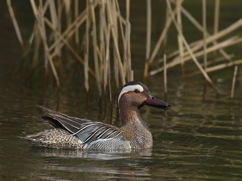 Garganey (Anas querquedula) 