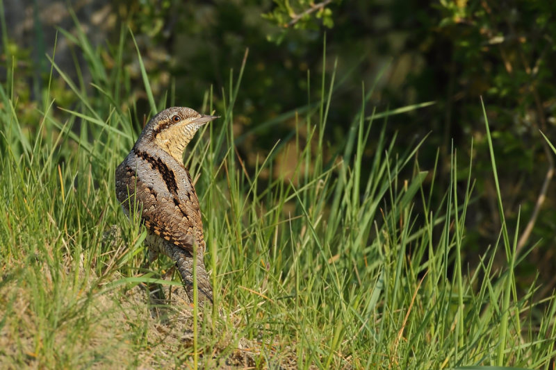 Eurasian Wryneck (Jynx torquilla)