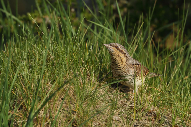 Eurasian Wryneck (Jynx torquilla)