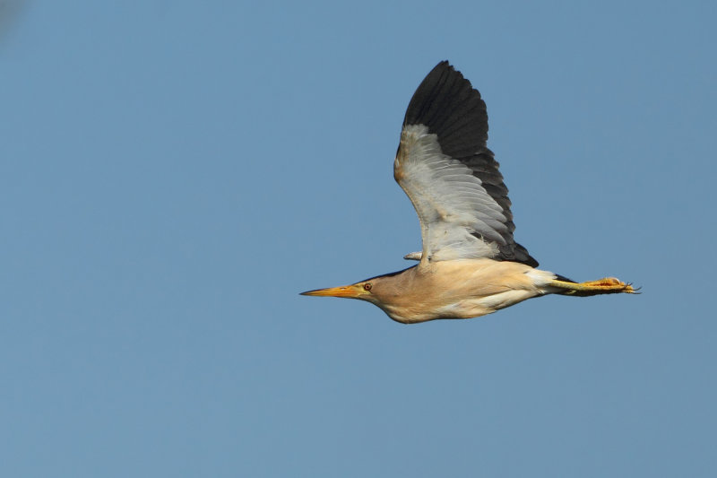 Little Bittern (Ixobrychus minutus) 