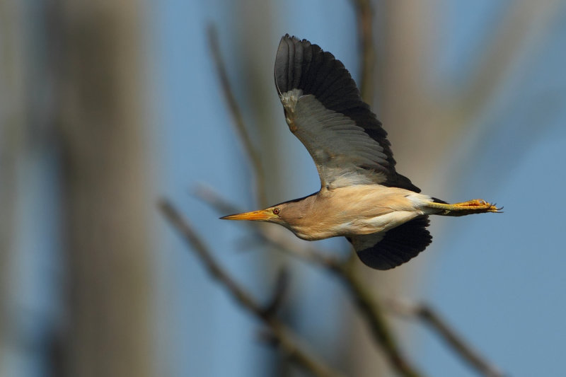 Little Bittern (Ixobrychus minutus) 