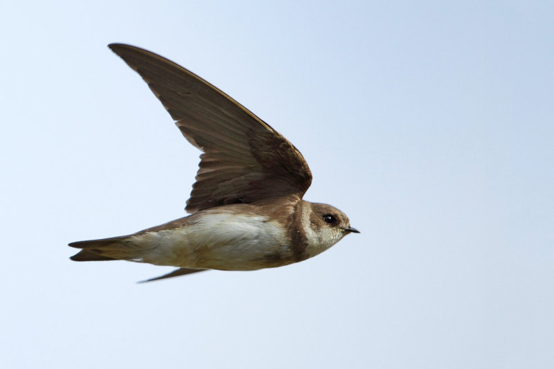 Sand Martin (Riparia riparia)