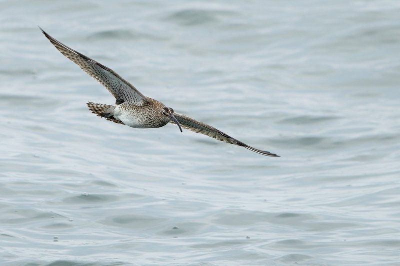 Whimbrel (Numenius phaeopus) 