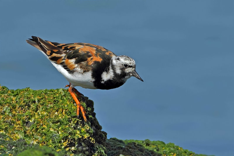 Ruddy Turnstone (Arenaria interpres) 