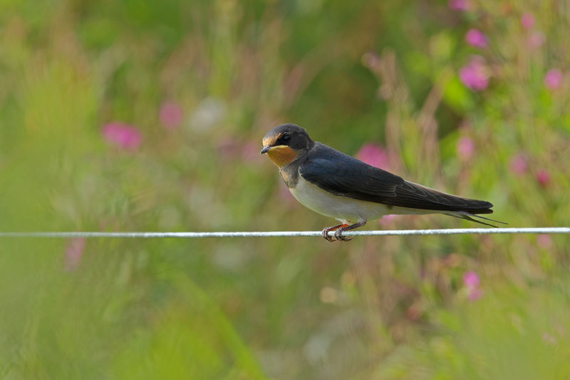 Barn Swallow (Hirundo rustica)