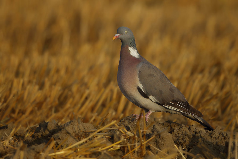 Common Wood Pigeon (Columba palumbus)