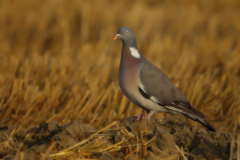 Common Wood Pigeon (Columba palumbus) 