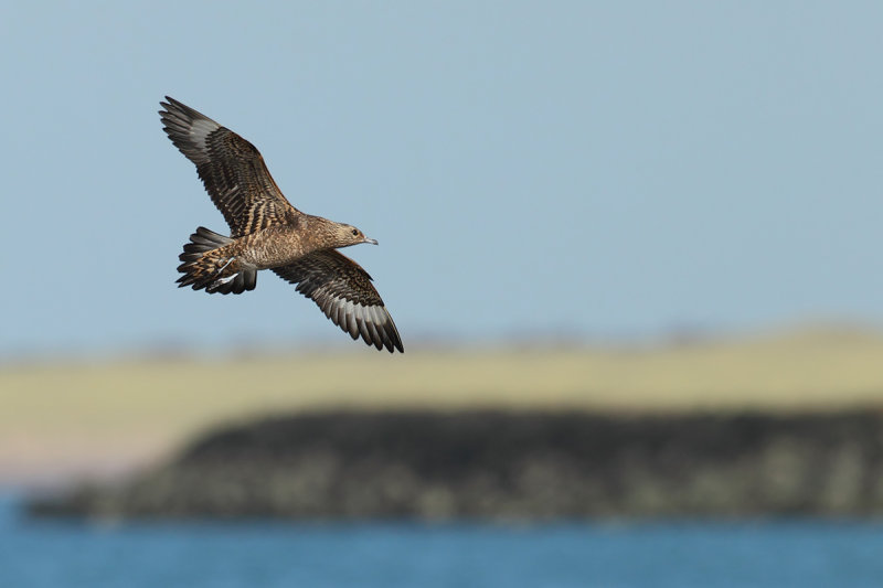 Arctic Skua or Parasitic Skua, (Stercorarius parasiticus)