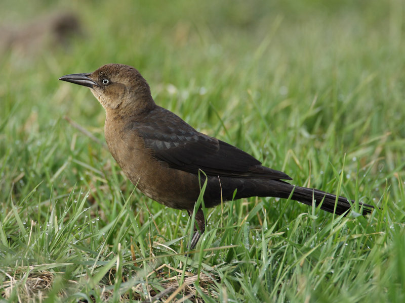 Boat-tailed Grackle (Quiscalus major ssp. torreyi )