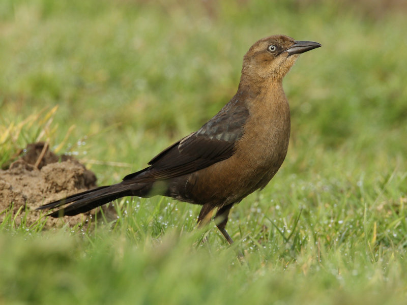 Boat-tailed Grackle (Quiscalus major ssp. torreyi )