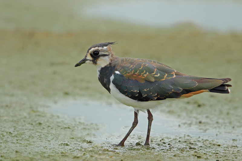 Northern Lapwing (Vanellus vanellus) 